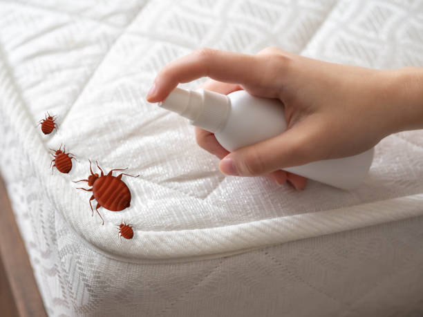 Best Cockroach Control Services  in Belzoni, MS